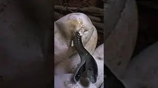 Very rare. Very REAL. Two headed snake #twoheadedsnake #snake #facts #animals #shorts #lafpack