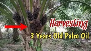 Harvesting 3 year old oil palm fruit, asian muscle harvester