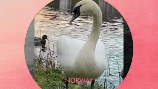 Swan Mama arrives Majestic to Birdfeeding whith Crows and Mallard and Morhen Ducks 