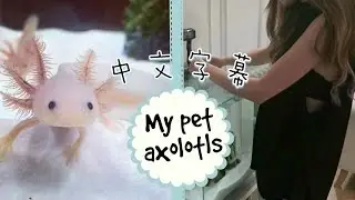 Marzia - Billy與Clint|與我的六角恐龍相見歡(中文字幕)