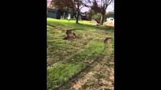 Carter Lumber lawn job