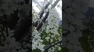 #flowers #spring #swat