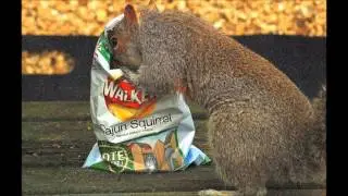 The Crisps Song