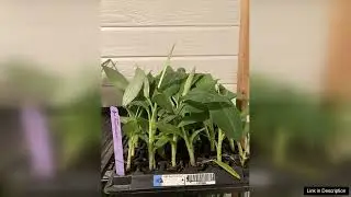 3 Dwarf Banana Musa Cavendish Plant Banana Tree Cold Hardy Fruit Tree Review