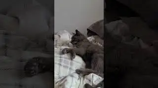 cozy cat on electric blanky