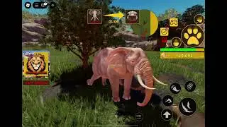 Last event video Savannah life (elephant)