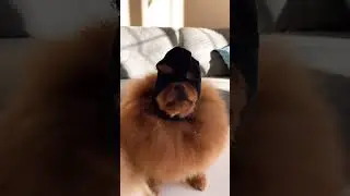 Cool dogs🐶 #viral #fypシ #trending #recommended #dogs #memedog #phonkmusic #9mm #music #subcribe