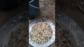 insect eggs