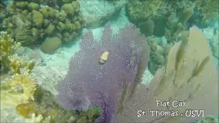 Flamingo Tongue