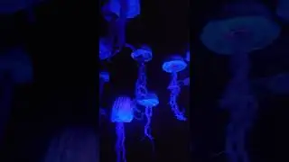 Jellyfish! The Seas with Nemo ride at Epcot.