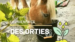 LES BIENFAITS DES ORTIES POUR LE CHEVAL - (#TIPS&ASTUCES 3)