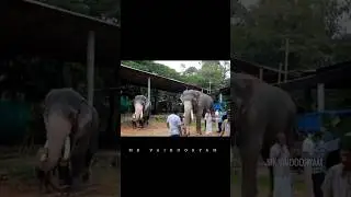 സഹോദരങ്ങൾ 🤍🥹 #aana#elephant#kerala#shortvideo#animals#shorts#youtubeshorts#youtube#ytshorts#love