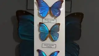 Collection of tropical butterflies of the subfamily Morphinae of the family Nymphalidae.