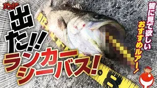 シーバス！噂のミノー投げたら１投目でランカーシーバス出た！！ルアー紹介！