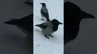 Сладкая парочка #вороны / Sweet pair #crow
