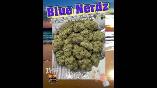 Blue Nerdz THCa Flower | Hybrid | Blueberry Candy & Apple Gas | Euphoric & Clear-Headed | Bulk #thca