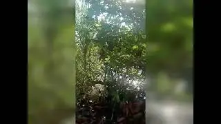 mancing liar di Palo 80 aliran laut lokasi nya Percut sei tuan kabupaten Deli Serdang