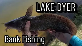 Lake Dyer Eel Tailed Catfish Bank Fishing