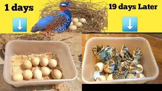 Hatch Eggs without incubator  | Egg incubator without electricity  | egg hatching | #egg #viralvideo