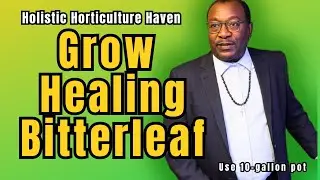 Grow Bitterleaf in Containers | Powerful Healing Plant You Can Grow at Home