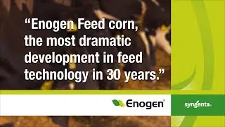 Enogen Feed Corn Benefits