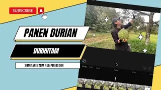 Panen Durian Durihitam Di Sumitani Farm Bogor