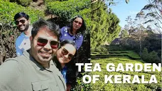 A Holiday at Sterling Munnar | Tea Garden of kerala | Chinnakkanal