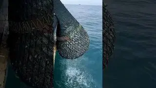 5 tons fishes caught on the boat Trawlnet fishing #thenkadalmeenavan #shorts
