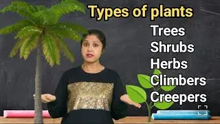 Learn Types of plants /Trees/Shrubs/Herbs/Climbers/Creepers/Practice Worksheet 