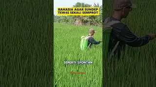 BASMI HAMA SUNDEP CUKUP PAKAI 1 TETES SAJA #shorts