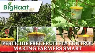 Fruit Fly Trap - Barrix Catch Installation | BigHaat