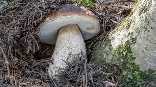Temporali e funghi porcini: dove cercarli