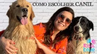 COMO ESCOLHER UM CANIL I GOLDEN RETRIEVER ROSAEBLUE