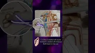 Ствол головного мозга + черепные нервы. Часть 3. #анатомия #mbbs #короткометражки #короткоевидео ...