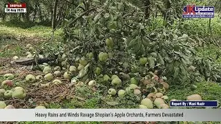 Heavy Rains and Winds Ravage Shopian&rsquo;s Apple Orchards, Farmers&nbsp;Devastated