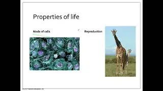 1 Evolution The themes of Biology and Scientific Inquiry
