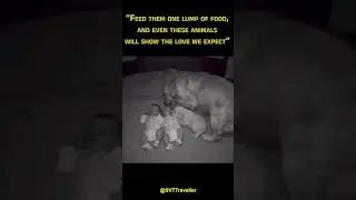 Heartwarming: Feed Them, Watch the Magic Unfold! #PetLove #shorts #viralreels #travelvlog