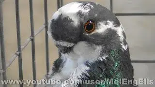 African Owl Pigeons - Африканский голубь сова - حمامة البومة الافريقية - Woincourt 2024