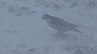 Slechtvalk: De Onstuitbare Vlucht door de Sneeuwstorm ⛄️ 