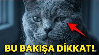 Kediniz Sessizce Yardım İstiyor! (Bu 3 İşareti Atlamayın) 🆘