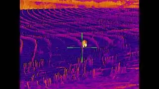 IRay Bolt TL35-V2 Thermal Scope on a .223 Wylde AR-15 Raccoon in Field
