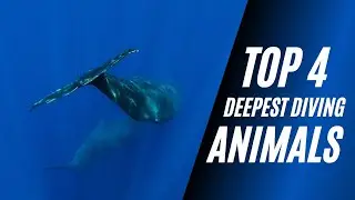 The Deepest Diving Animals in The World
