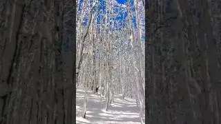 The forest in stories #winter #snow #view #nature #travel @nicotravel532