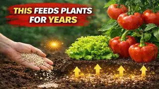 I add THIS to the soil just once, and plants thrive for years