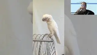 Peaches and Daisy the Goffins Cockatoos - Mickaboo Virtual Adoption Fair