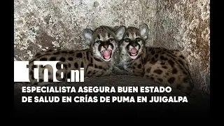 ¡Nacieron! Las nuevas cachorras de puma que cautivan al Zoológico de Juigalpa
