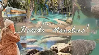 Best Places to See Manatees in Florida 💧 Blue Spring State Park, Three Sisters, & Crystal River!