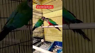 Crimson Belly In Our AL- AAYAT Pet House #crimson #conure #birds #birdslover