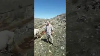 GÖRENTEPE Lİ PAMUK
