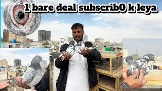 Argent for sale || galden sadna imamdeen || ferozpure || sialkoti !!!